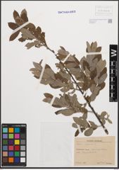 Foto von Salix cinerea L.